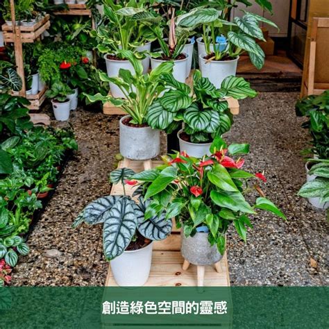 室內闊葉植物|2024年室內觀葉植物精選與專業養護指南 